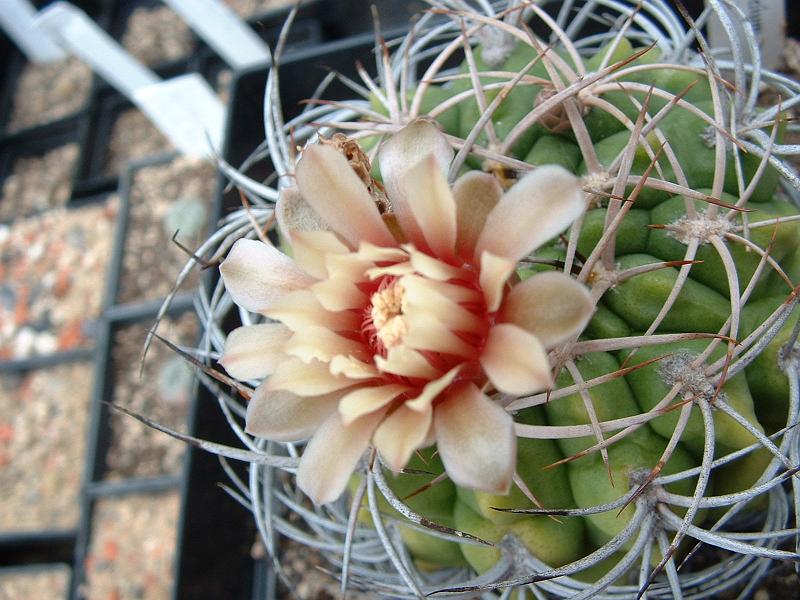 Gymnocalycium spec._1.JPG